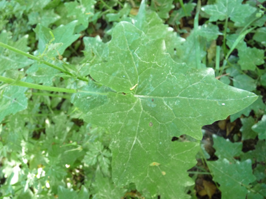 Feuilles d'un sujet juvénile. Agrandir dans une nouvelle fenêtre (ou onglet)